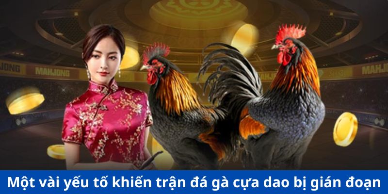 Một vài yếu tố khiến trận đá gà cựa dao bị gián đoạn